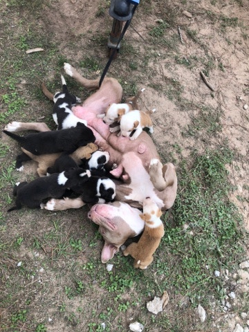 American Pit Bull Terrier – pitbull puppies