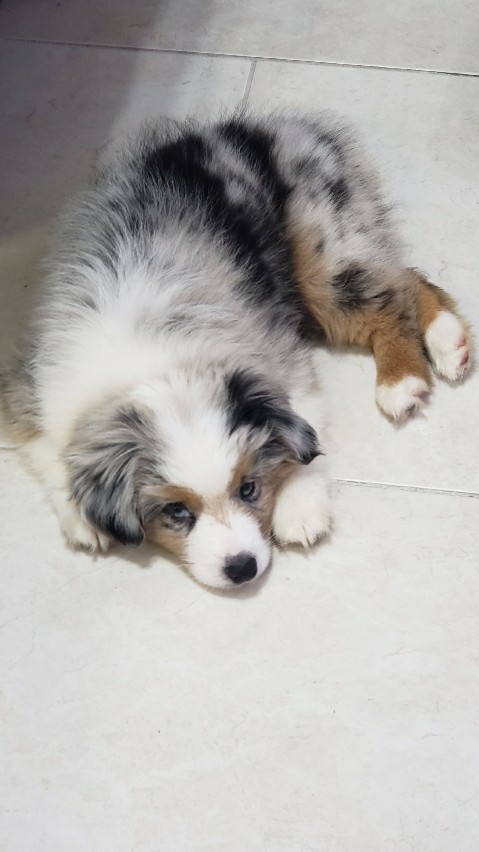 Miniature Australian Shepherd – Mini Australian Sheperd