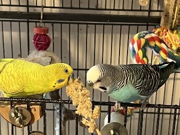conure parrots – Dallas