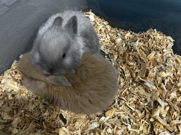 Pair Bunnies For Sale – Aldine