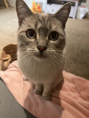 Ragdoll – new home for lia