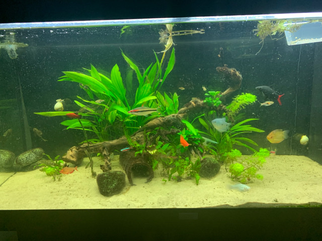 Angelfish – Fish, snails, plants, wood, rocks - all for sae