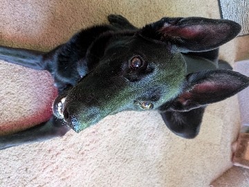 Dutch Shepherd Dog – Dutch Shepherd Energetic – Ann Arbor