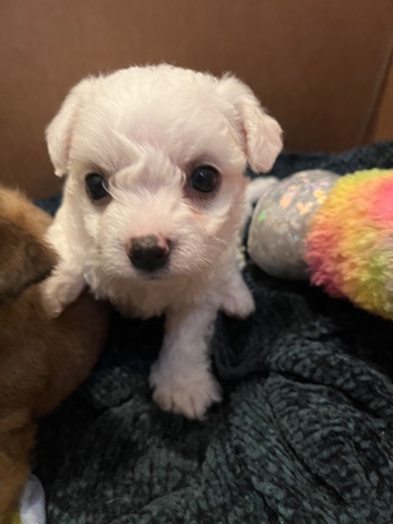 Poodle – all white puppy