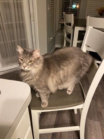 Maine Coon – Adoption!!