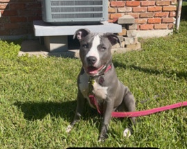 American Pit Bull Terrier – 7 Month Old Blue Pit For Sale