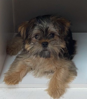 Morkie puppies for sale – Carrollton