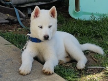 Siberian Husky – puppy – Fuquay-Varina