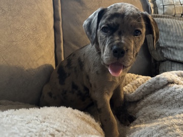 Olde English Bulldogge – 4 puppy
