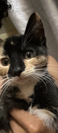 kitten for say