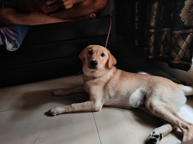 Labrador Retriever – labrador retriever – Bhiwandi