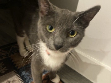 Female Grey/White Cat – Southall