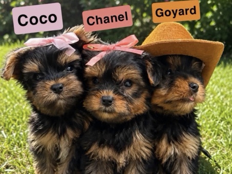 Yorkshire Terrier – KC Registered Yorkshire Terrier Puppies – 10 Weeks Old – Albany