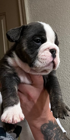 Bulldog – 5 week old English Bulldogs