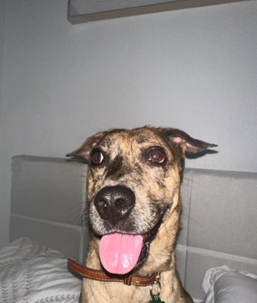 Catahoula Cur – Catahoula