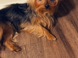 Yorkshire Terrier – Full Blood Yorkie – Miami Beach