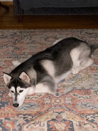 Rehome for 1 year old Male Husky