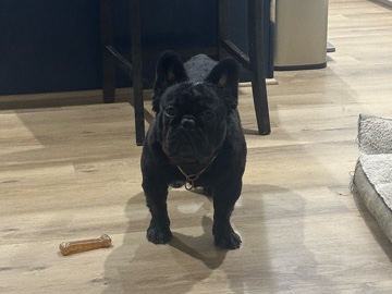 French Bulldog – French Bulldog Fluffy – Houston