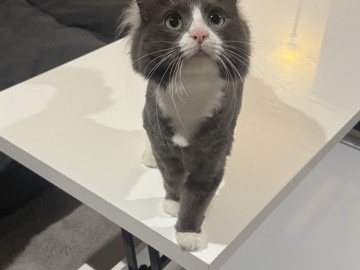 Rehoming cat