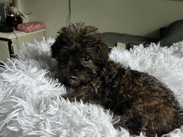 Mixed Breed - 4 month old puppy available for adoption in Sudbury