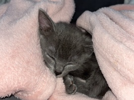 Russian Blue – Beautiful Russian Blue Kitten – Barnet