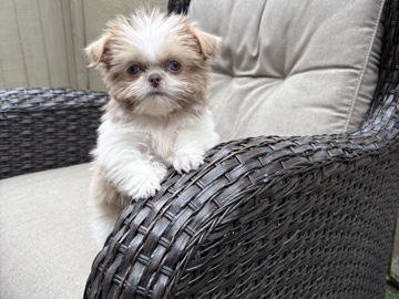 Shih Tzu - Shitzu tea cup named chiquis available for adoption in Los Angeles