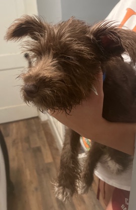 Miniature Schnauzer – miniature schnauzer