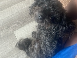 Poodle – Toy Poodle – Raleigh