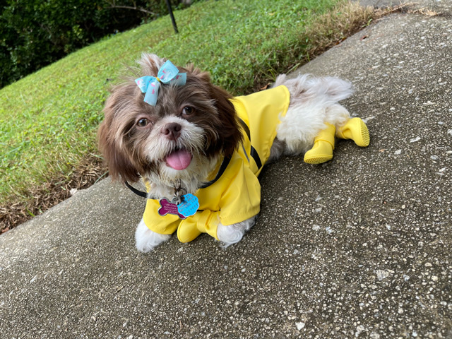 Shih Tzu – Shih Tzu