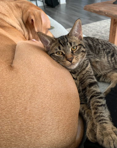 Russian White, Black and Tabby – kitten for adoption