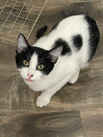 kitten