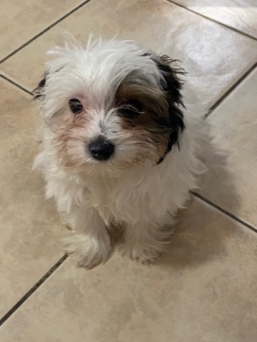 Yorkshire Terrier – partí yorkie