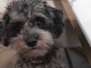 Schnoodle – Sweet Male Mini Schnoodle Fully Trained – Mandeville