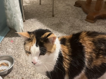 American Shorthair – Elderly Calico needing forever home – Midlothian