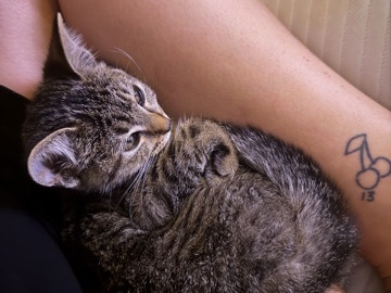Russian White, Black and Tabby – kitten looking for a happy home – Dallas