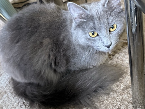 Oriental Longhair – Paris - Female Cat – 1 Year Old – Buffalo