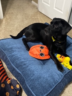 Labrador Retriever – black Labrador retriever