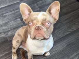 French Bulldog - French bulldog  available for adoption in Spalding