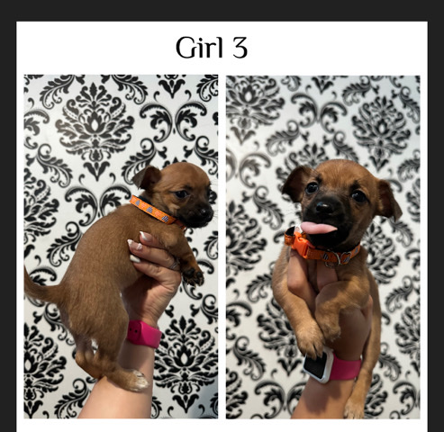Dachshund – Dachund Mix Puppies
