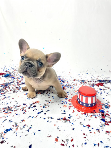 French Bulldog – GLOrilla