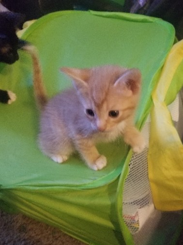 kittens for free they need a good home