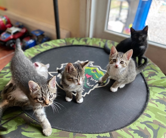 Siamese – Smokey’s Litter