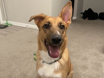 Old German Shepherd Dog – Black Mouth Cur/German Shepherd mix – Lake City