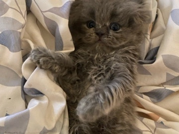 Himalayan persian mix