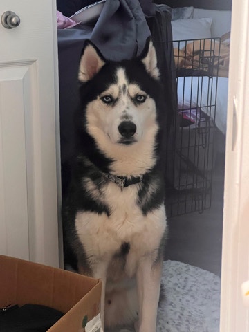 Siberian Husky – rehome husky