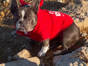 French Bulldog – female micro French bulldog – Garland