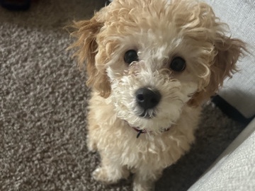 Poodle – mini poodle – Norfolk