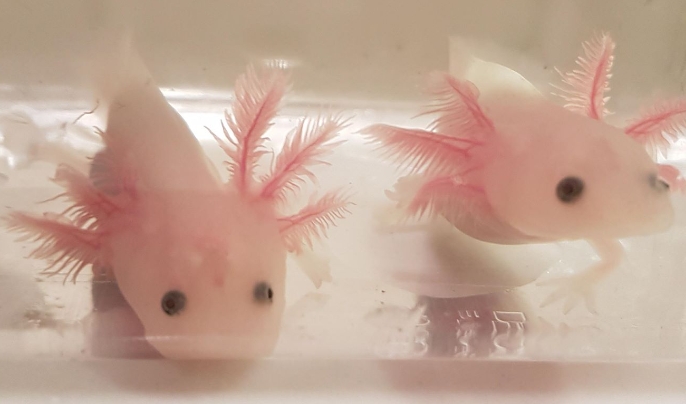 axolotl eggs