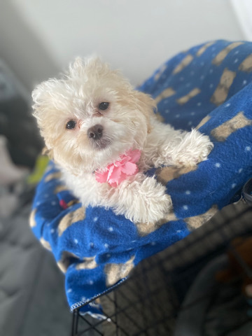 Poodle – Teddy bear poodle