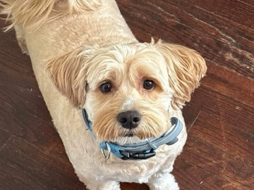 Mixed Breed – king – Baltimore